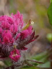 Castilleja parviflora
