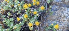 Ericameria cuneata macrocephala