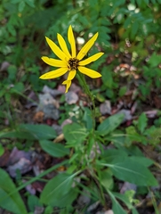 Helianthus atrorubens