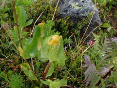 Puccinia