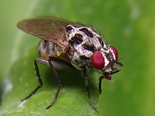 Anthomyia quinquemaculata Macquart, 1839