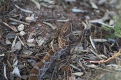 Pantherophis emoryi