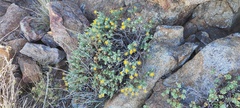 Ericameria cuneata macrocephala