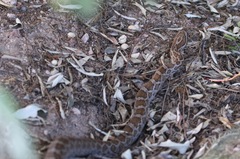 Pantherophis emoryi