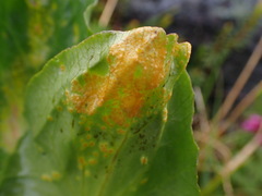 Puccinia