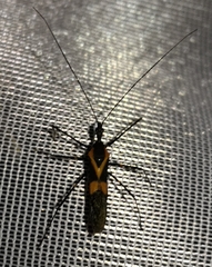 Zelus vagans
