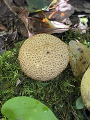 Scleroderma