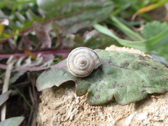 Xerolenta obvia