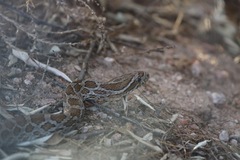 Pantherophis emoryi