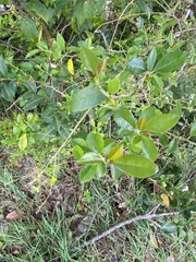 Maclura cochinchinensis
