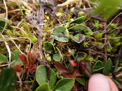 Gaultheria humifusa