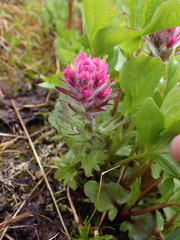 Castilleja parviflora