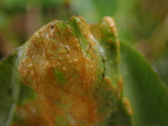 Puccinia