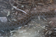 Pantherophis emoryi