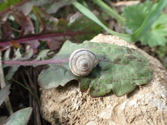 Xerolenta obvia