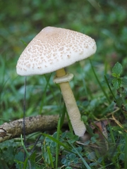 Macrolepiota