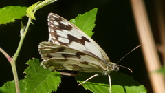 Melanargia lachesis