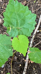 Vitis rotundifolia