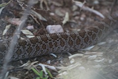 Pantherophis emoryi