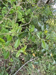 Maclura cochinchinensis