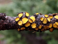 Lachnellula