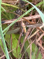 Tipula