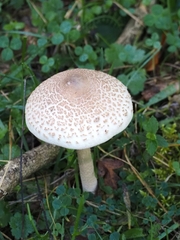 Macrolepiota