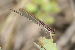 Hetaerina americana