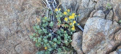 Ericameria cuneata macrocephala