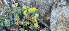 Ericameria cuneata macrocephala
