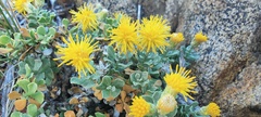 Ericameria cuneata macrocephala