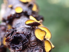 Lachnellula