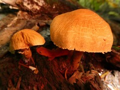 Cystoderma granosum