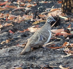 Geophaps scripta
