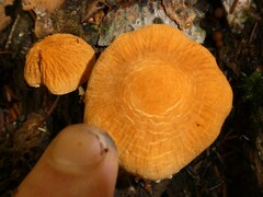 Cystoderma granosum