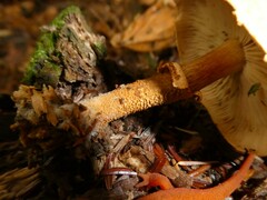 Cystoderma granosum