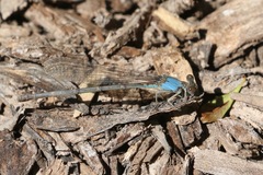 Argia moesta