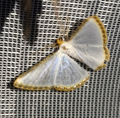 Leuciris fimbriaria