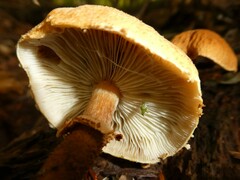 Cystoderma granosum