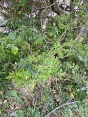 Maclura cochinchinensis