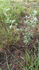 Chenopodium parabolicum