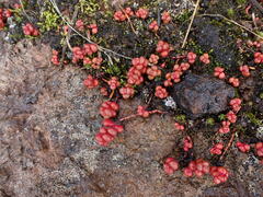 Sedum divergens