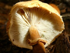 Cystoderma granosum