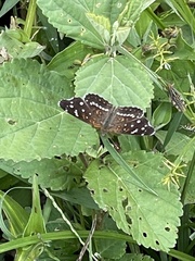Anthanassa texana texana