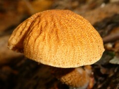 Cystoderma granosum