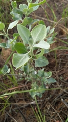 Chenopodium parabolicum
