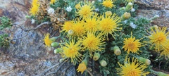Ericameria cuneata macrocephala