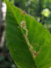 Stigmella villosella