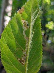 Stigmella villosella