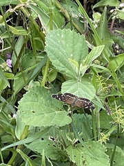 Anthanassa texana texana